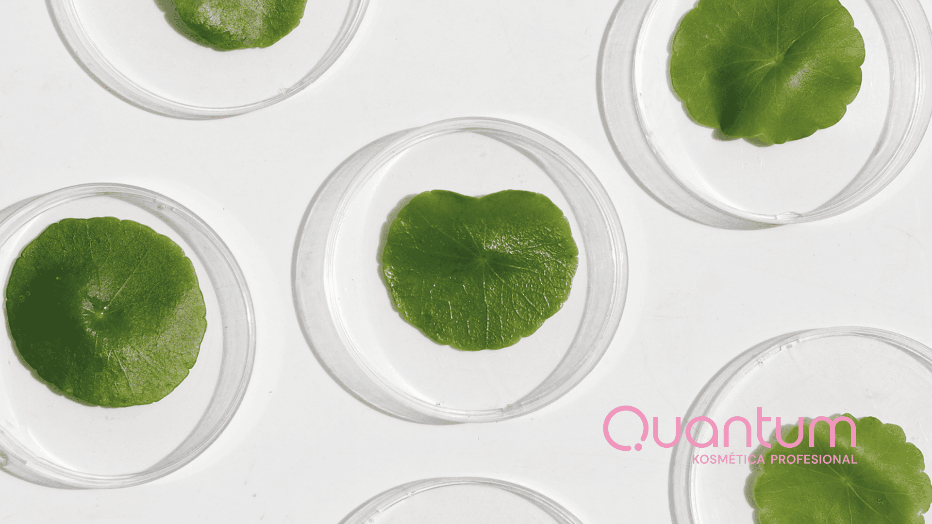 Todo lo que tenés que saber como profesional de la piel sobre la Centella Asiática (Gotu Kola)